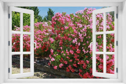 Fototapeta Naklejka Na Ścianę Okno 3D - Laurier rose