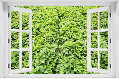 Fototapeta Naklejka Na Ścianę Okno 3D - Field of organic strawberries. Background.