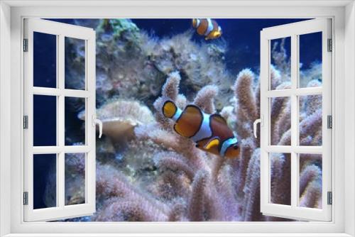 Fototapeta Naklejka Na Ścianę Okno 3D - Clown anemonefish in aquarium