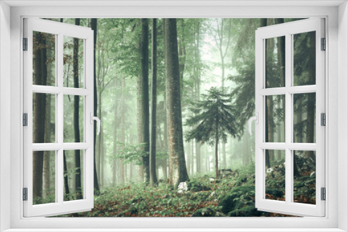Fototapeta Naklejka Na Ścianę Okno 3D - Beautiful foggy forest tree landscape.