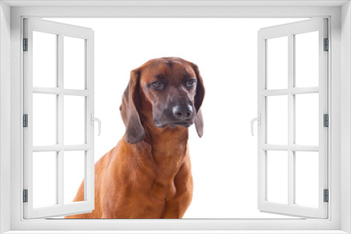 Fototapeta Naklejka Na Ścianę Okno 3D - Brown hound of Bavarian