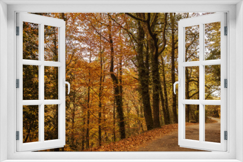 Fototapeta Naklejka Na Ścianę Okno 3D - Autumn