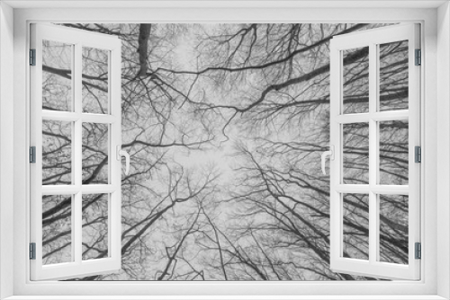 Fototapeta Naklejka Na Ścianę Okno 3D - Circle of trees. Branches of trees in the view from below into the sky. monochrome