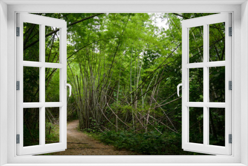 Fototapeta Naklejka Na Ścianę Okno 3D - bamboo forest in asia