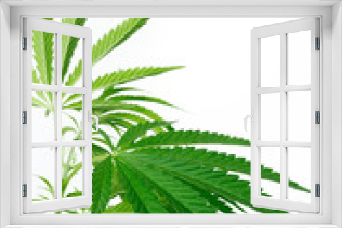 Fototapeta Naklejka Na Ścianę Okno 3D - cannabis marijuana plant detail