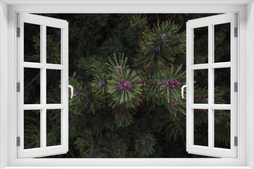 Fototapeta Naklejka Na Ścianę Okno 3D - Pine buds with dark background