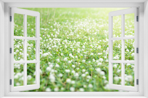 Fototapeta Naklejka Na Ścianę Okno 3D - white grass flower 