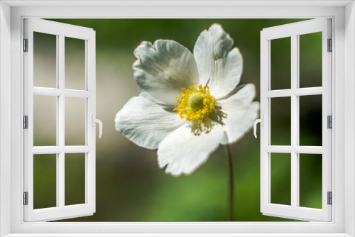 Fototapeta Naklejka Na Ścianę Okno 3D - Spring Flower