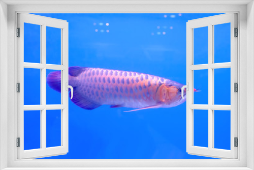 Fototapeta Naklejka Na Ścianę Okno 3D - The arowana fish in the water, in the cabinet.