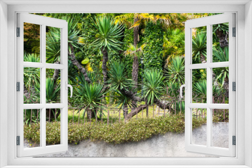 Fototapeta Naklejka Na Ścianę Okno 3D - Yuccas in a garden