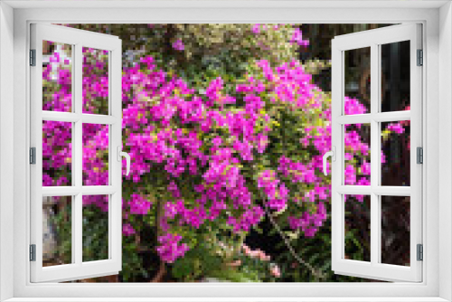 Fototapeta Naklejka Na Ścianę Okno 3D - Bougainvillea bush with blooming bright pink flowers in pot