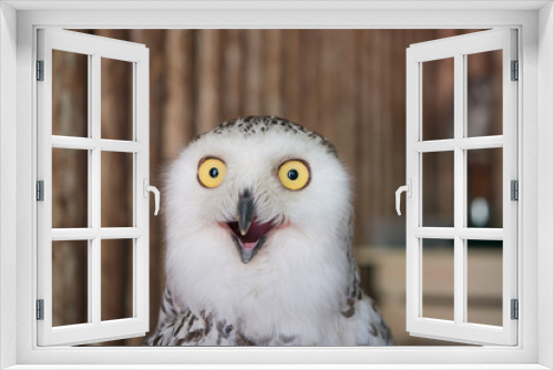 Fototapeta Naklejka Na Ścianę Okno 3D - Close up snowy owl eye with wooden background