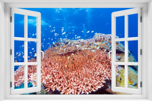 Fototapeta Naklejka Na Ścianę Okno 3D - Fishes and Sea Bottom of Ecosystem