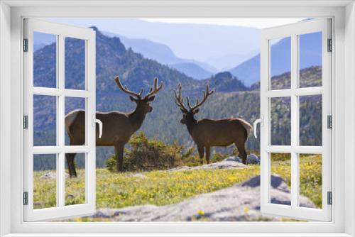 Fototapeta Naklejka Na Ścianę Okno 3D - Bull Elks in Rocky Mountain National Park, Colorado