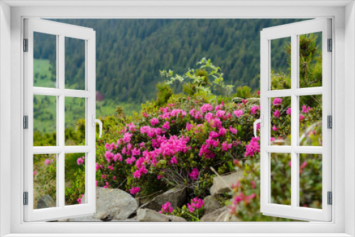 Fototapeta Naklejka Na Ścianę Okno 3D - Rhododendron flower