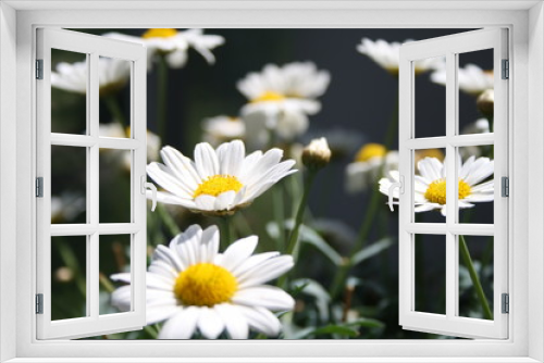 Fototapeta Naklejka Na Ścianę Okno 3D - Blumen