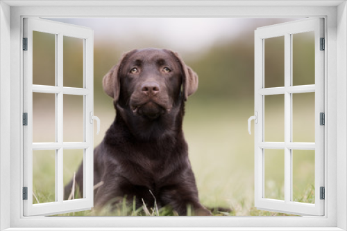 Fototapeta Naklejka Na Ścianę Okno 3D - Brown labrador retriever dog