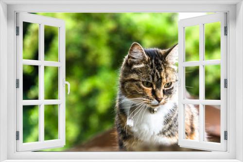 Fototapeta Naklejka Na Ścianę Okno 3D - A domestic cat outdoors 