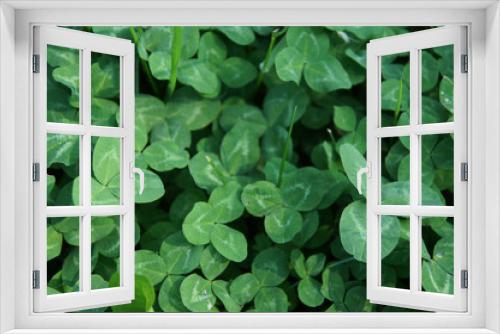 Fototapeta Naklejka Na Ścianę Okno 3D - Green clover plant background