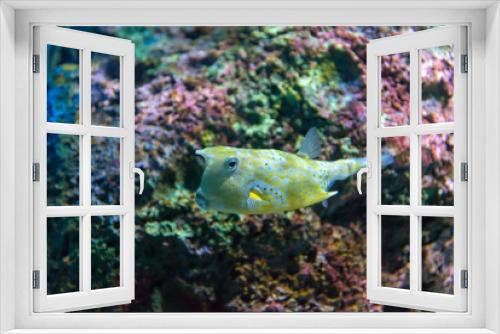 Fototapeta Naklejka Na Ścianę Okno 3D - White-spotted puffer (Arothron hispidus). Marine fish in blue water