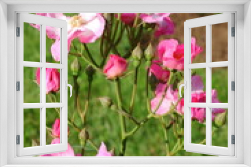 Fototapeta Naklejka Na Ścianę Okno 3D - Bush of pink roses