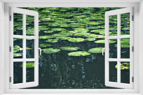 Fototapeta Naklejka Na Ścianę Okno 3D - Beautiful summer season specific photograph. Water lilies/water lily blossoms that bloom in the summer and cover large parts of a lake. Beautiful green colors together with great water reflexions.