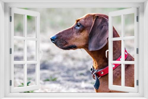 Fototapeta Naklejka Na Ścianę Okno 3D - A hunting dachshund dog sitting on a glade in summer. Portrait of a dog in profile