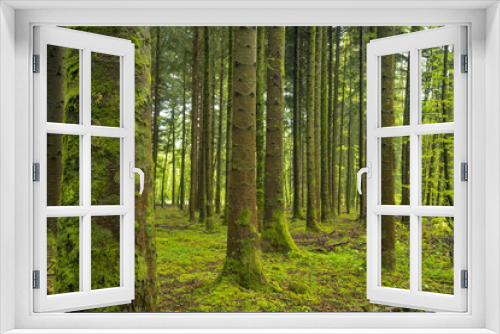 Fototapeta Naklejka Na Ścianę Okno 3D - Paysage de forêt