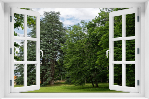 Fototapeta Naklejka Na Ścianę Okno 3D - Séquoia géant et sapin