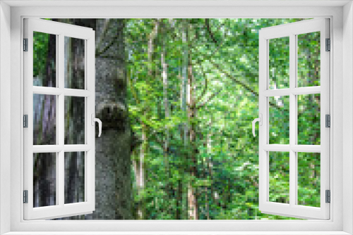 Fototapeta Naklejka Na Ścianę Okno 3D - Trees-Forest