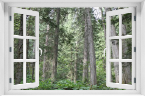 Fototapeta Naklejka Na Ścianę Okno 3D - Ceder, Canada