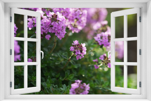 Fototapeta Naklejka Na Ścianę Okno 3D - Flowering thyme