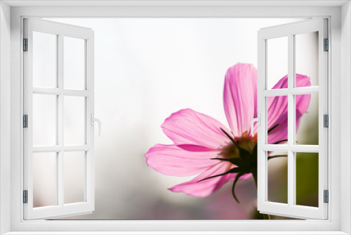 Fototapeta Naklejka Na Ścianę Okno 3D - Pink flower sky background