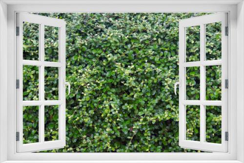 Fototapeta Naklejka Na Ścianę Okno 3D - tree green background