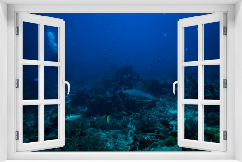 Fototapeta Naklejka Na Ścianę Okno 3D - White tip shark