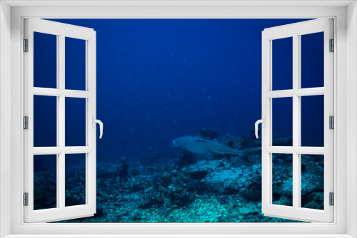 Fototapeta Naklejka Na Ścianę Okno 3D - White tip shark