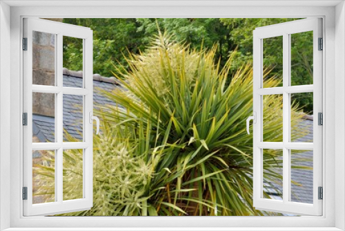 Fototapeta Naklejka Na Ścianę Okno 3D - Yucca en fleurs en Bretagne