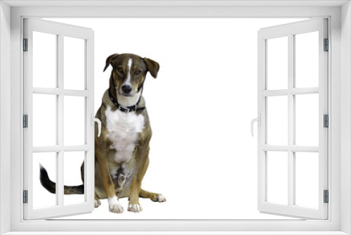 Fototapeta Naklejka Na Ścianę Okno 3D - The image of Asia dog sitting with brown and white fur and isolate on white background , clipping path include