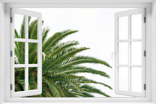 Fototapeta Naklejka Na Ścianę Okno 3D - Palm Tree Crown on Bright Sky Background. Summer Vacation Concept.