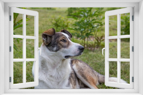 Fototapeta Naklejka Na Ścianę Okno 3D - Dog in summer garden