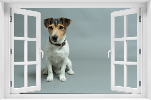 Fototapeta Naklejka Na Ścianę Okno 3D - jack russell terrier