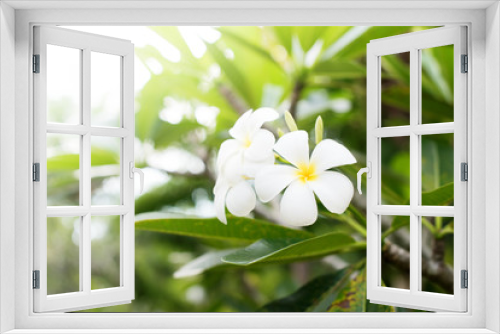 Fototapeta Naklejka Na Ścianę Okno 3D - White Frangipani Tropical Flower Plumeria Blooming