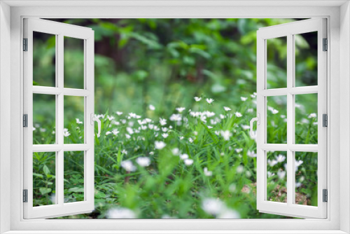 Fototapeta Naklejka Na Ścianę Okno 3D - forest white flowers