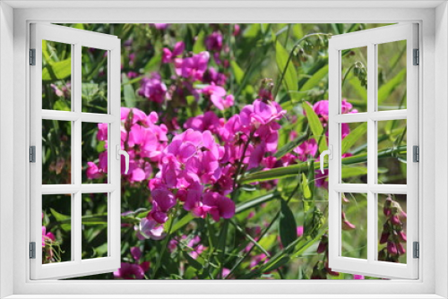 Fototapeta Naklejka Na Ścianę Okno 3D - Lathyrus odoratus flowers in garden