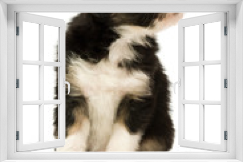 Fototapeta Naklejka Na Ścianę Okno 3D - Border Collie Puppy isolated on a white background