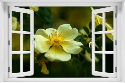 Fototapeta Naklejka Na Ścianę Okno 3D - yellow flower tree close-up