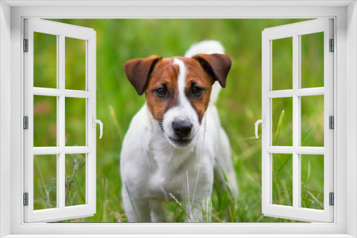Fototapeta Naklejka Na Ścianę Okno 3D - Jack russel terrier close up portrait in grass