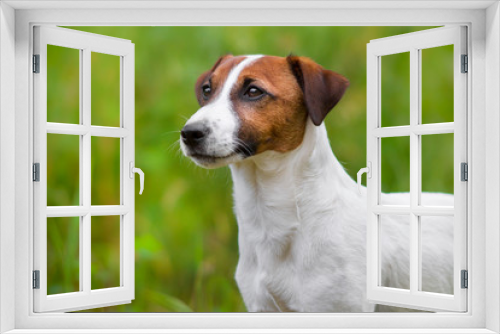 Fototapeta Naklejka Na Ścianę Okno 3D - Jack russel terrier close up portrait in grass