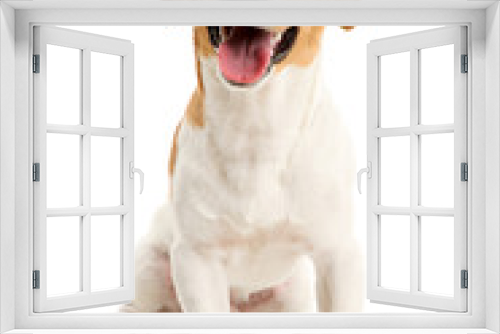 Fototapeta Naklejka Na Ścianę Okno 3D - Jack russell terrier on white background.
