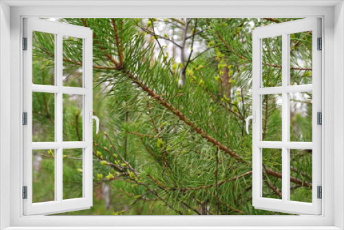 Fototapeta Naklejka Na Ścianę Okno 3D - Very beautiful spruce branches.